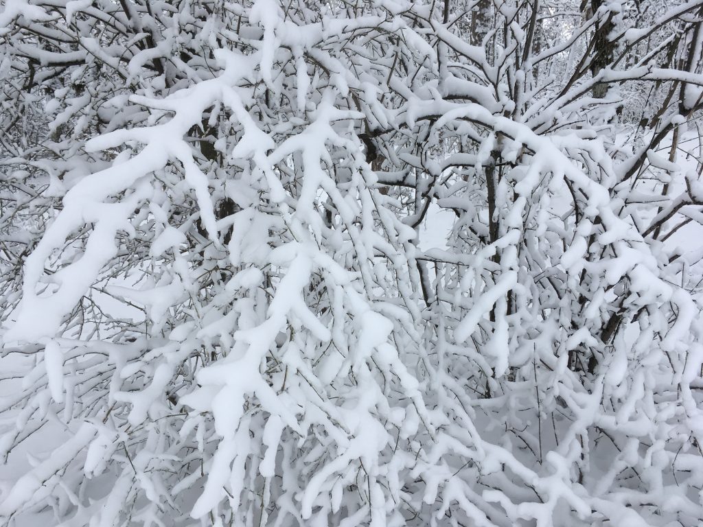 Zweige mit Schnee